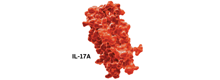 IL-17A molecule